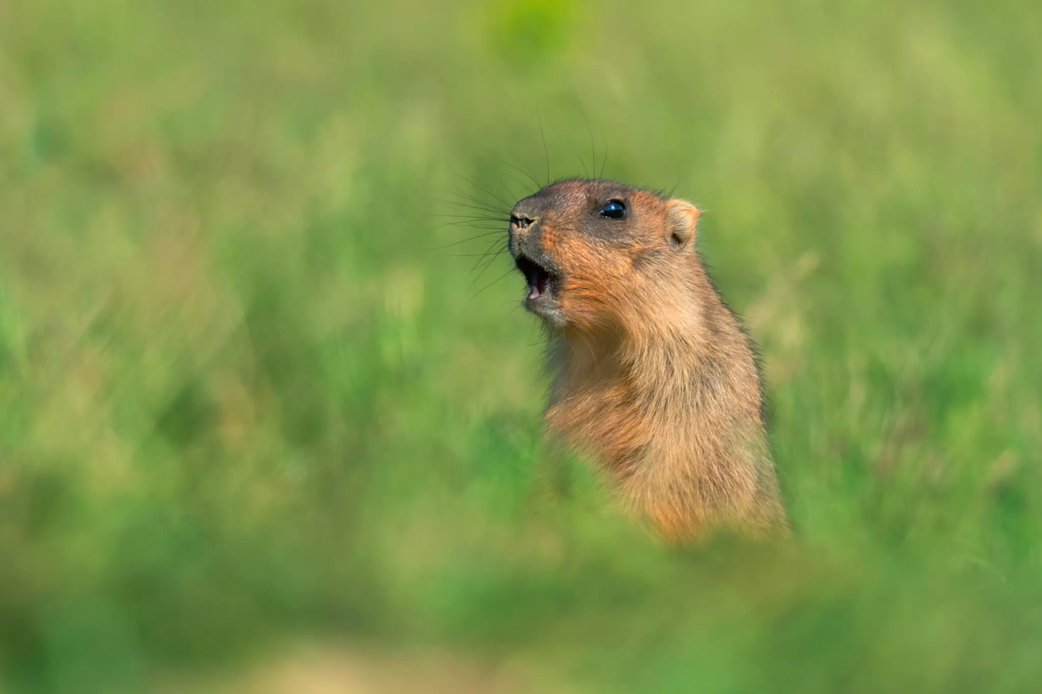 Сурок байбак. Сурок Степной, Байбак (Marmota Bobak). Суслик Байбак. Сурок обыкновенный Байбак. Сурок обыкновенный – Marmota Bobak.