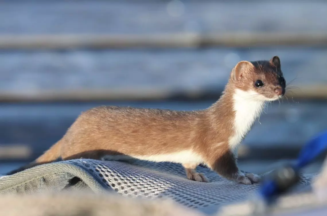 Горностай (4 видео) | Энциклопедия животных