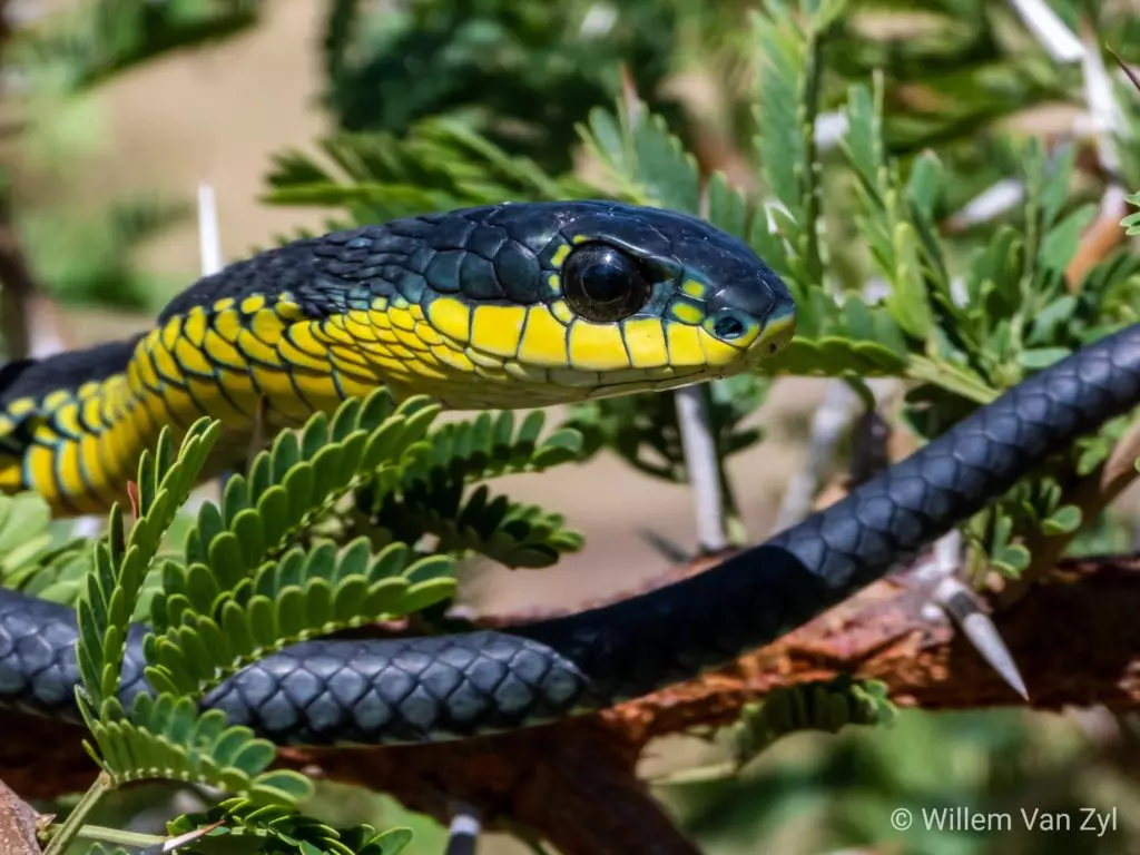 Пресмыкающиеся : BiologyMir.ru — энциклопедия животных