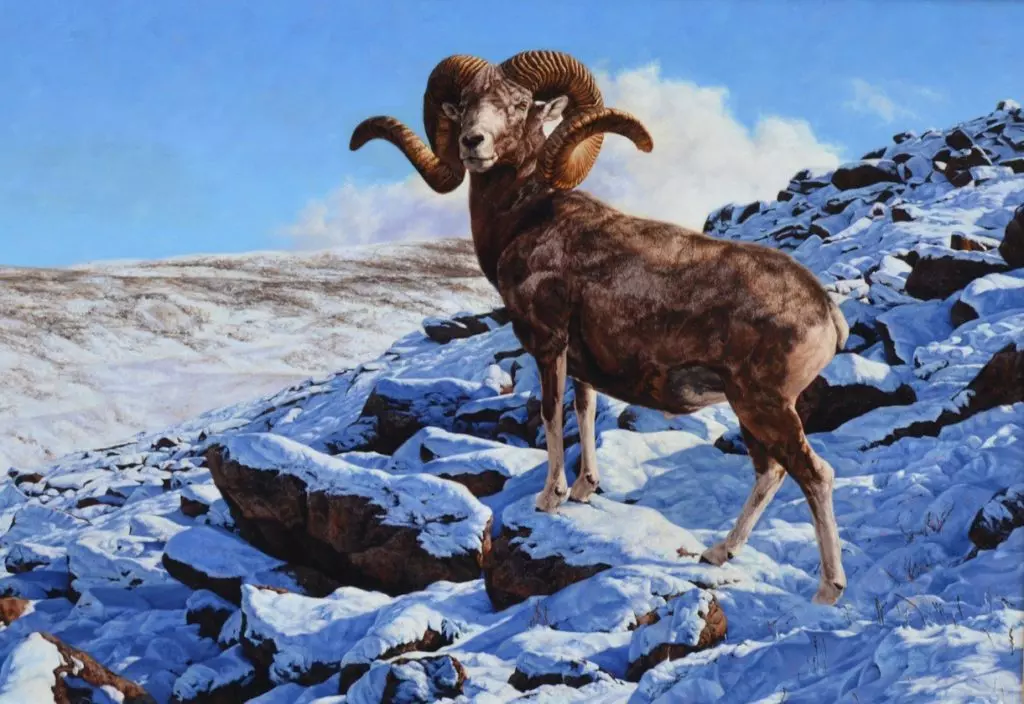 Алтайский горный баран (Ovis ammon ammon)