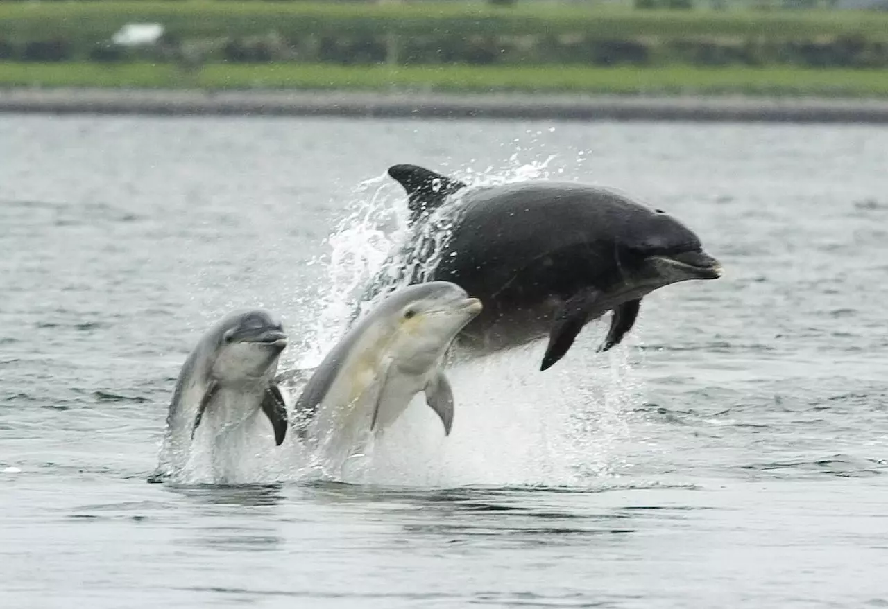 Дельфины с удовольствием разучивают. Дельфин-Афалина. Афалина (Tursiops truncatus). Дельфин Афалина с детенышем. Тихоокеанская Афалина.