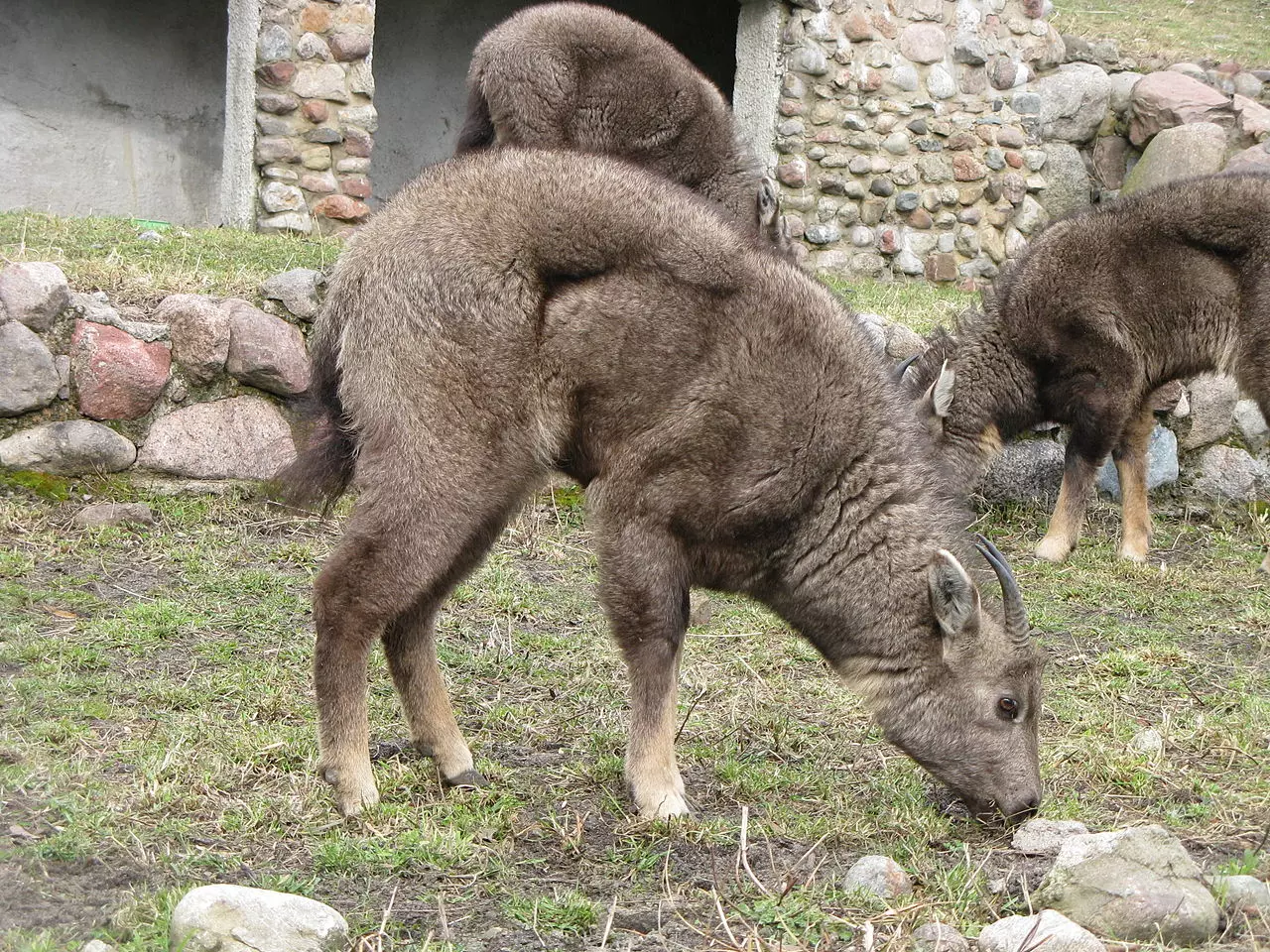 Фото и описание амурский горал