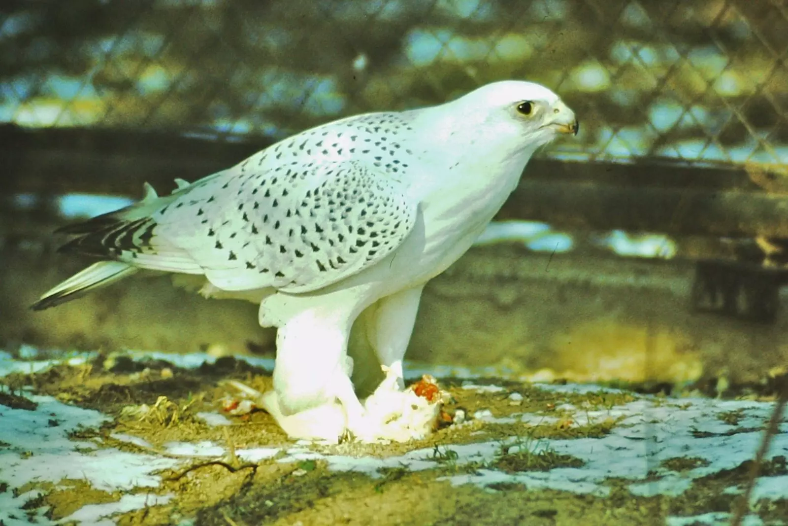 Кречет 3. Белый Кречет. Кречет - Falco rusticolus l.(семейство Falconidae. II). Кречет фото. Белый Кречет ареал обитания.