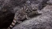 андская кошка