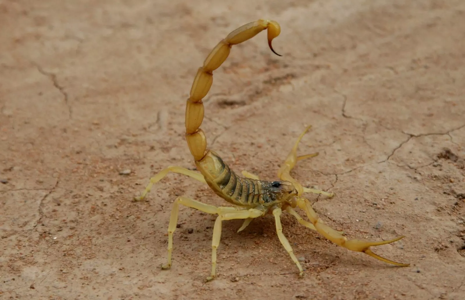 Жёлтый скорпион