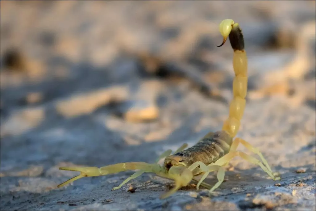 Жёлтый скорпион