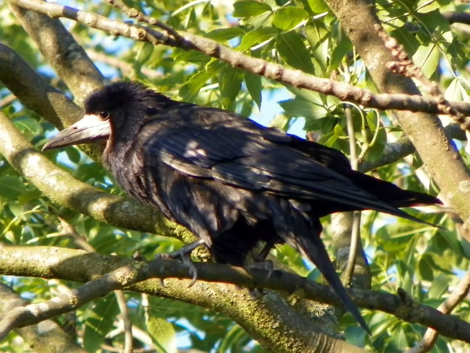 Три грача. Coloeus monedula Грач. Маленький Грач фото. Tripanocorax frugilegus. Файл Грач чирик.