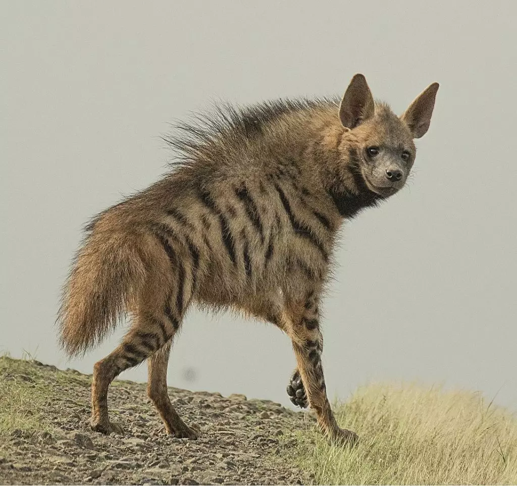 Полосатая гиена (Hyaena hyaena)