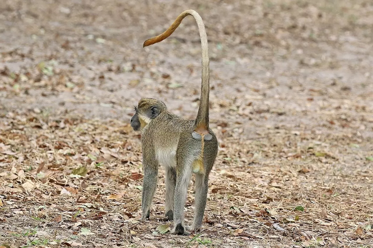 Green baboon отзывы. Chlorocebus sabaeus. Африканские зеленые мартышки. Зеленый Бабуин. Зеленая мартышка фото.