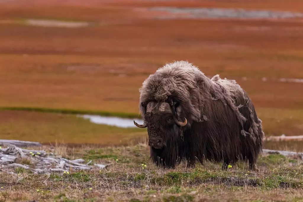 Овцебык на острове Большой Бегичев, Россия