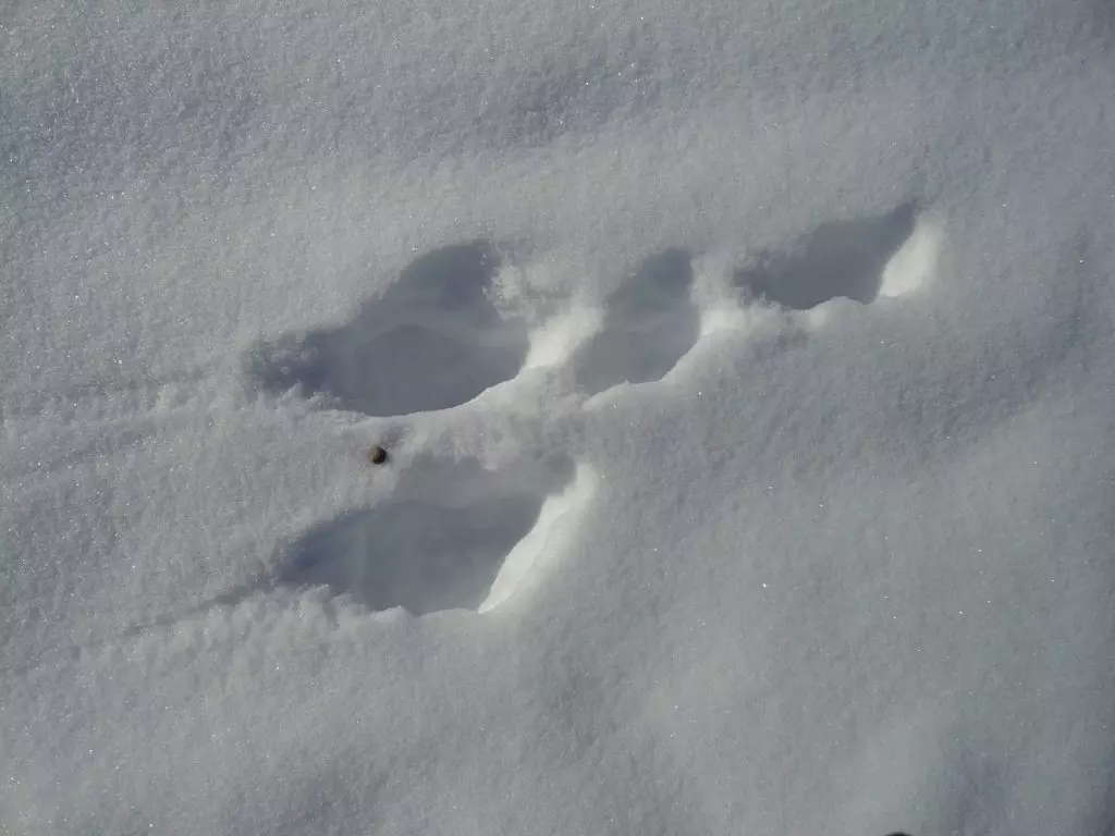 Следы полярного зайца на снегу.
