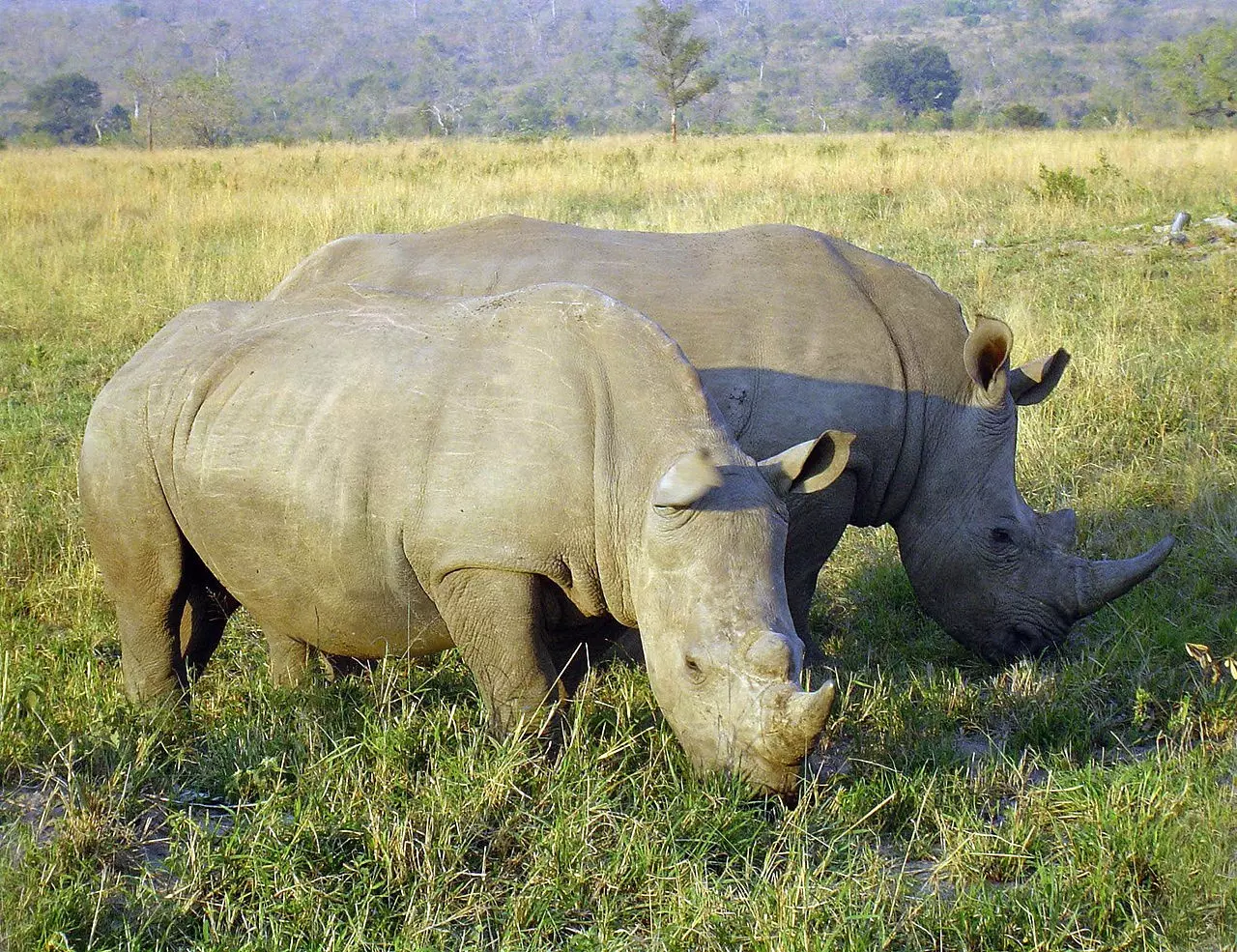 Носороги буйволы слоны обитают. Носорог. Белый носорог. Носорог в Африке.