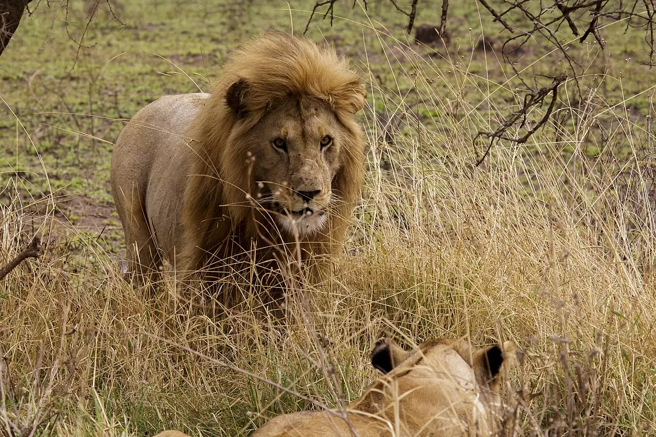 Лев (Panthera Leo). Львы Серенгети. Национальный парк Серенгети львы. Старый Лев.