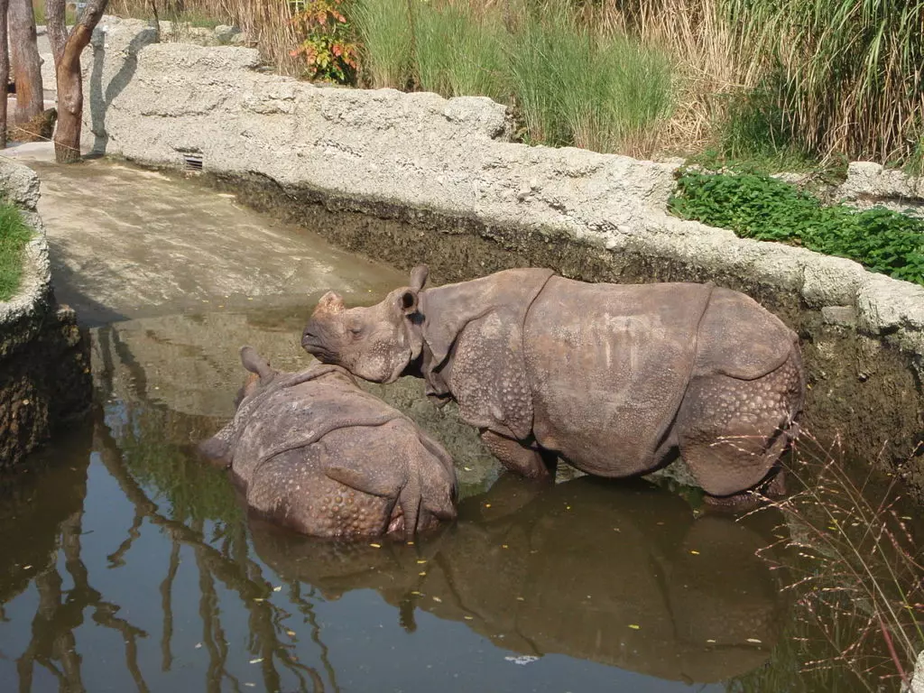 Индийские носороги наслаждаются купанием в зоопарке Базеля
