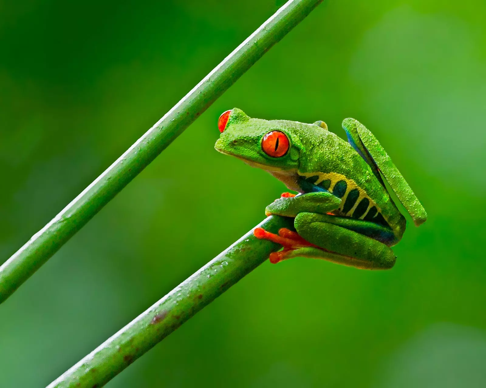 Квакша Forest Green Tree Frog