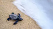 Оливковая черепаха