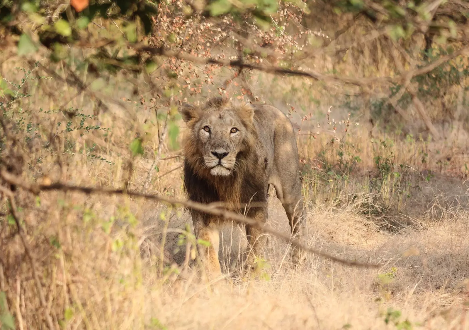 Лев в национальном парке Гир