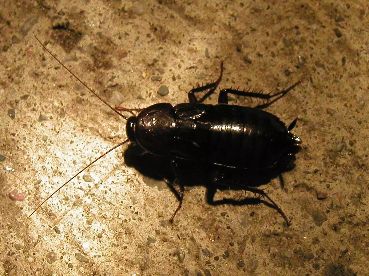 Таракан черный (Blatta orientalis). Жук Прусак черный. Тараканы в Анапе. Черный Жук таракан черный. Черный жук похожий на таракана