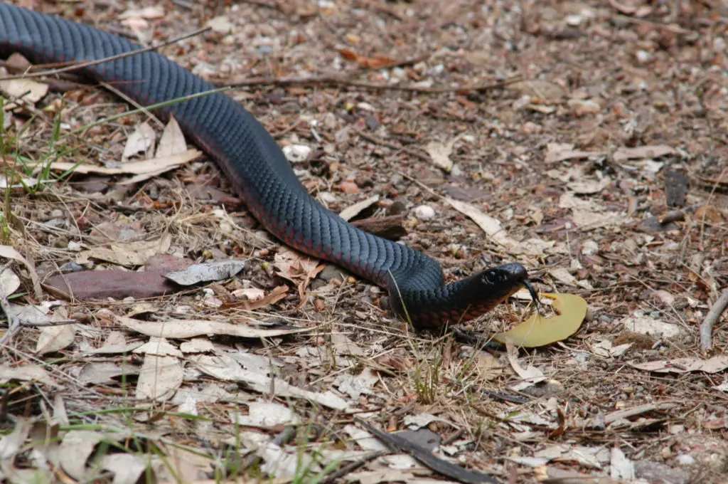 Краснобрюхая черная змея (Pseudechis porphyriacus) в заповеднике Манобали
