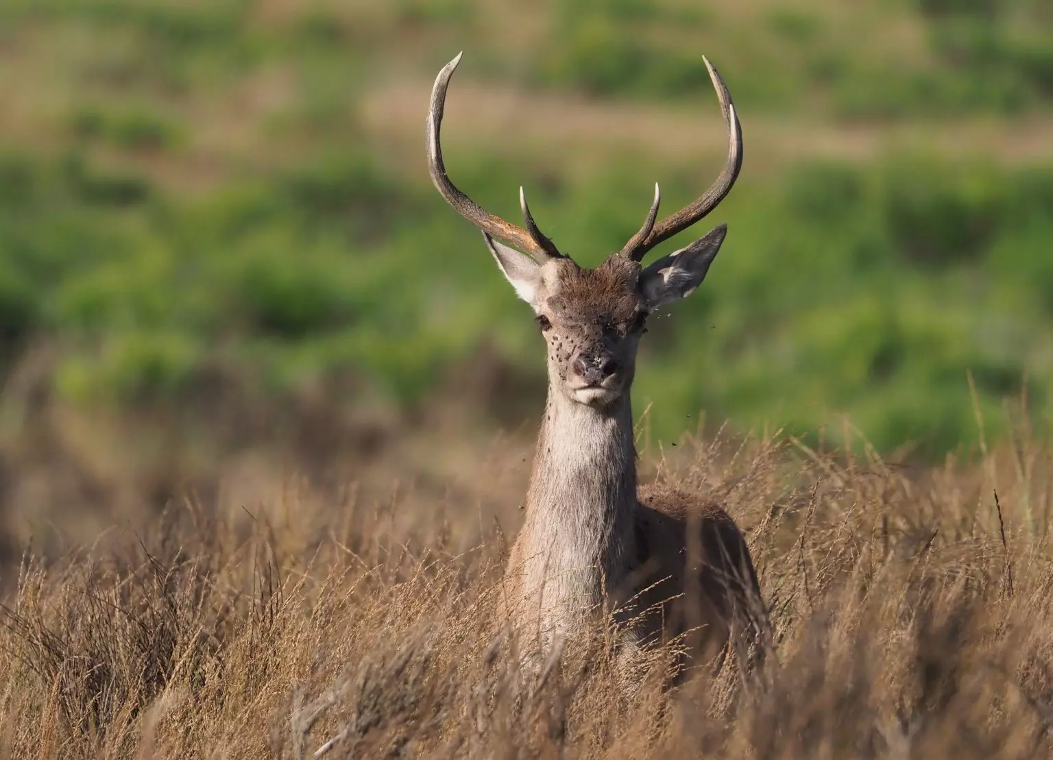 Алтайский марал: описание, фото, ареал и среда обитания, питание ...