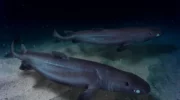 Чёрная акула