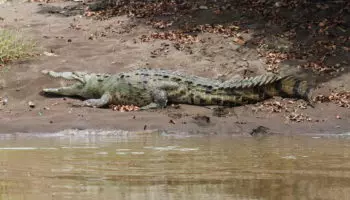 Острорылый крокодил