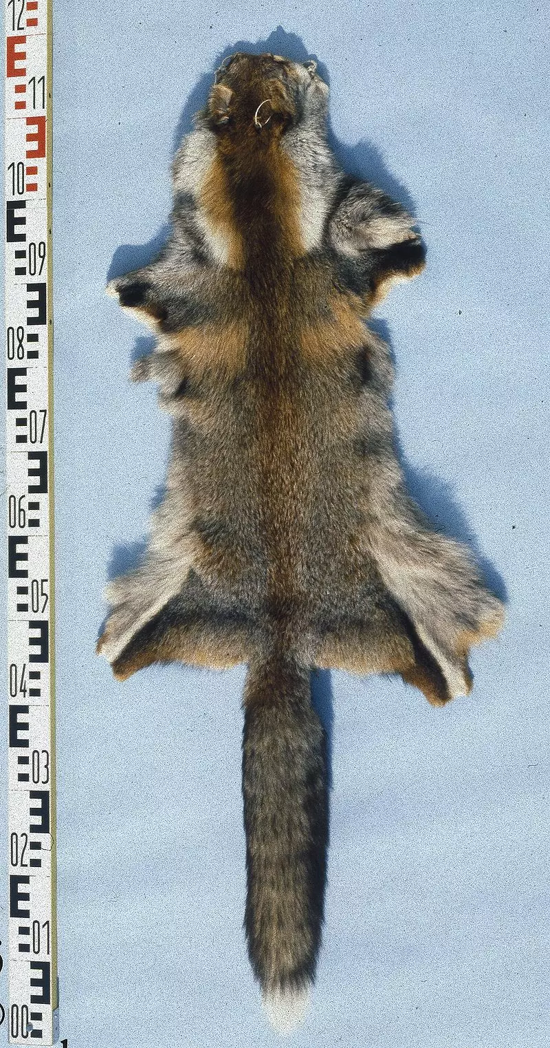 Обыкновенная лисица