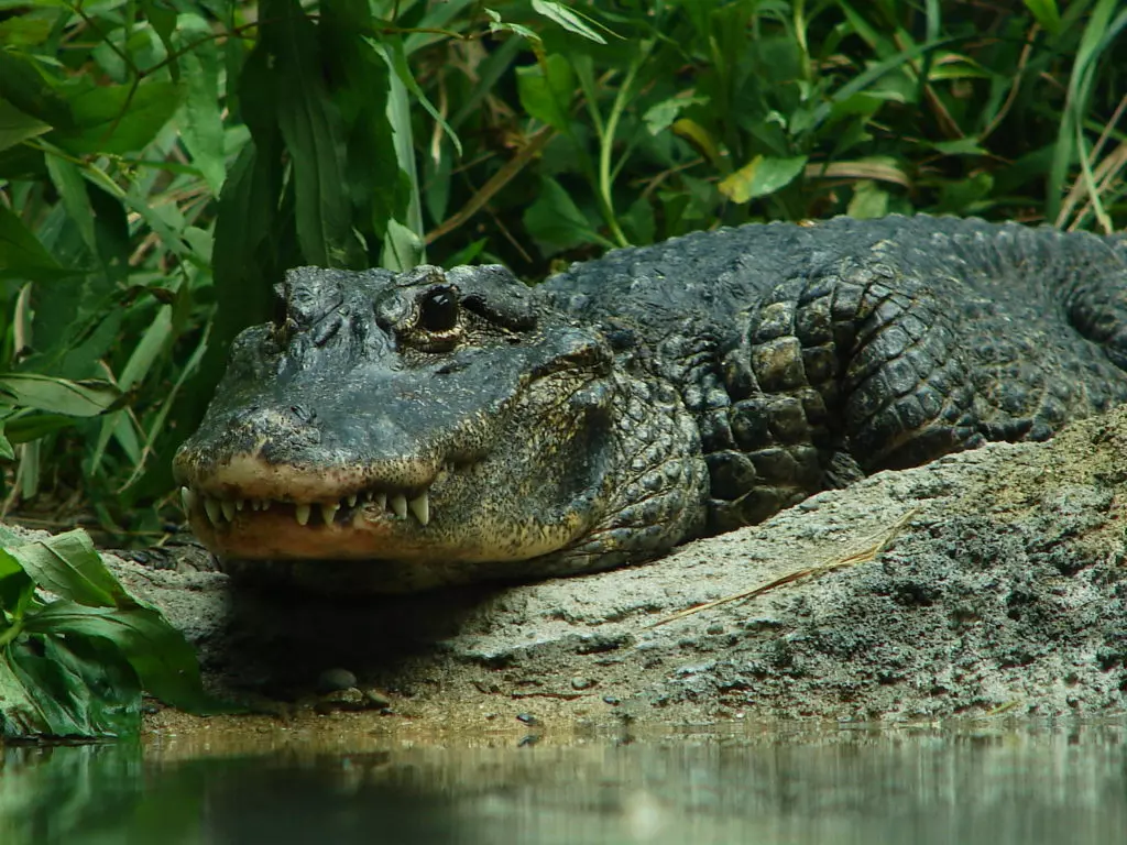 Китайский аллигатор (Alligator sinensis)