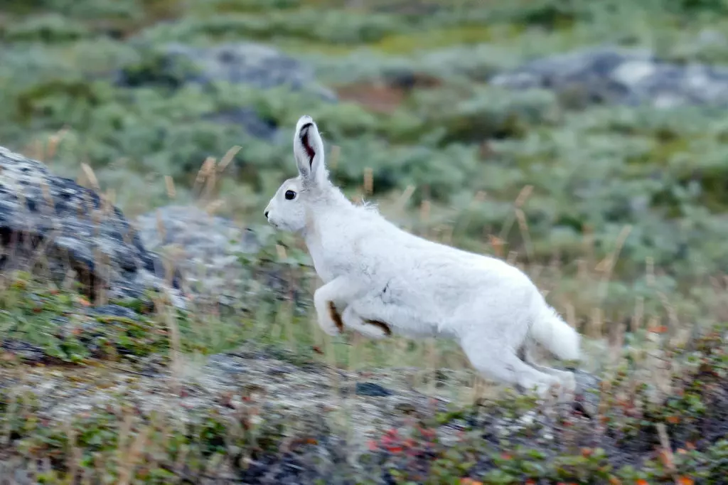 Полярный заяц бежит по труднопроходимой местности гренландской тундры.