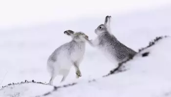 Сходство зайца-беляка и зайца-русака