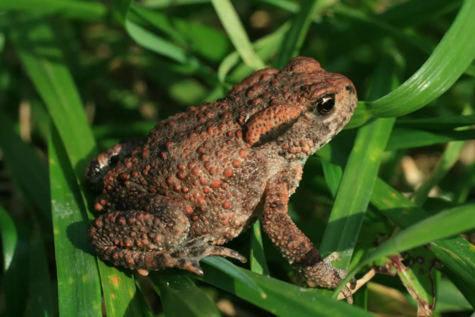 Обыкновенная жаба