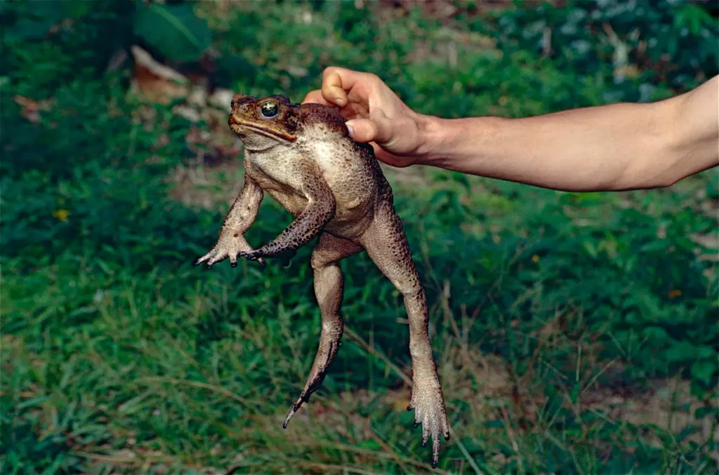 Пойманная жаба-ага