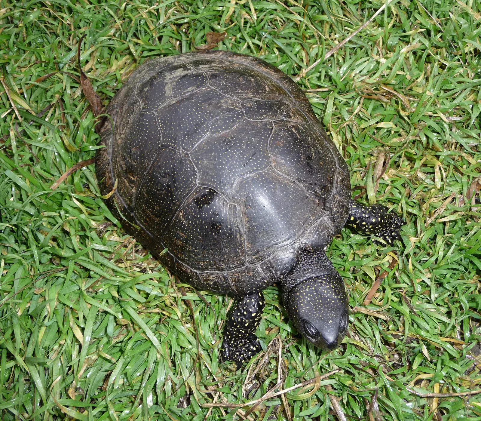 Болотная черепаха Мюленберга