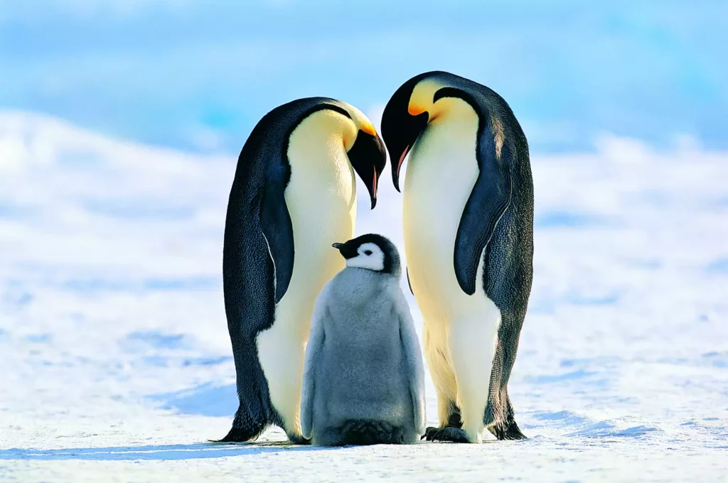 Самцы и самки императорских пингвинов похожи друг на друга.
