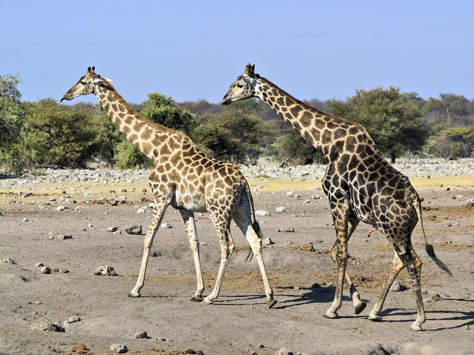 Жираф среда обитания. Ангольский Жираф (Giraffa camelopardalis angolensis). Жирафовые представители семейства. Ангольский Жираф фото. Среда обитания жирафа.