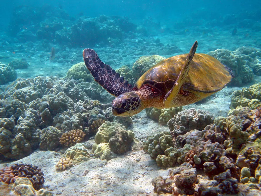 Зелёная черепаха в водах Гавайев