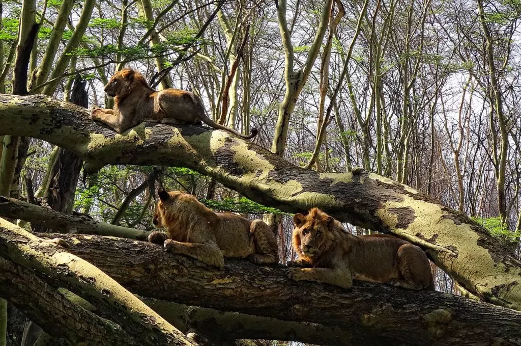 Львы на дереве вблизи озера Накуру
