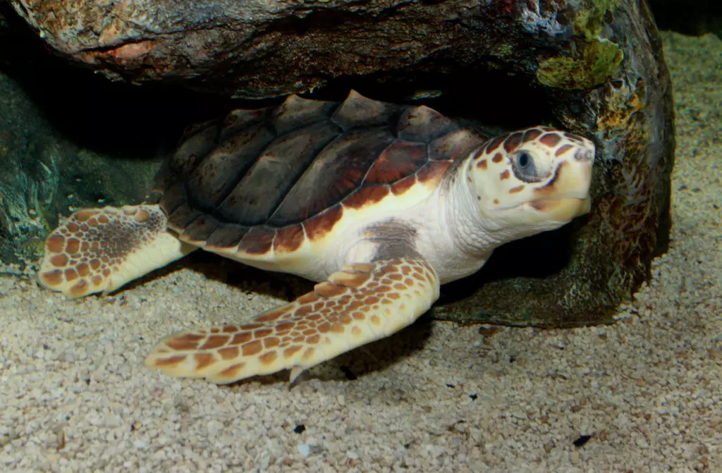 головастая морская черепаха