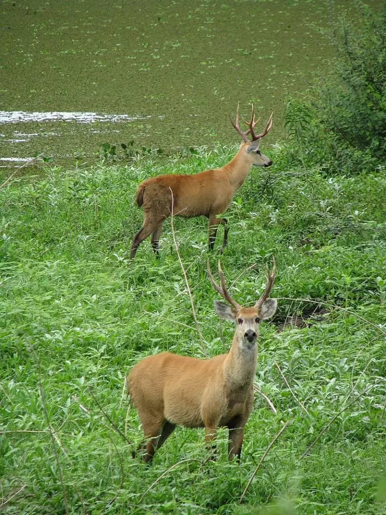 Два болотных оленя в Пантанале , Бразилия

