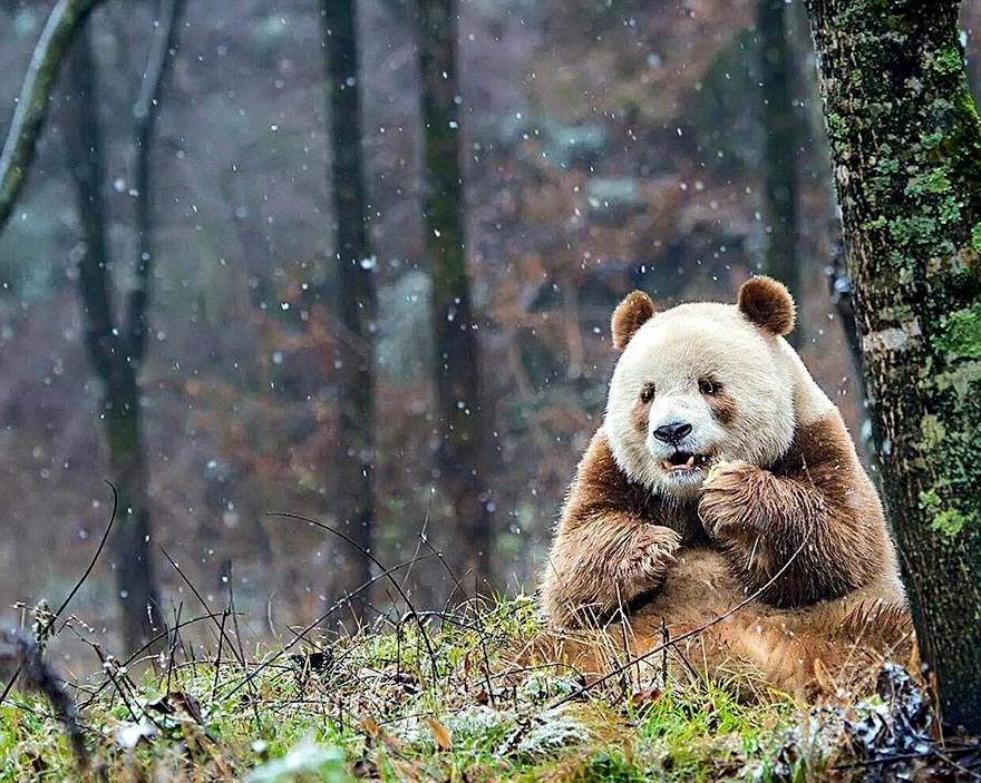 Циньлинская панда
