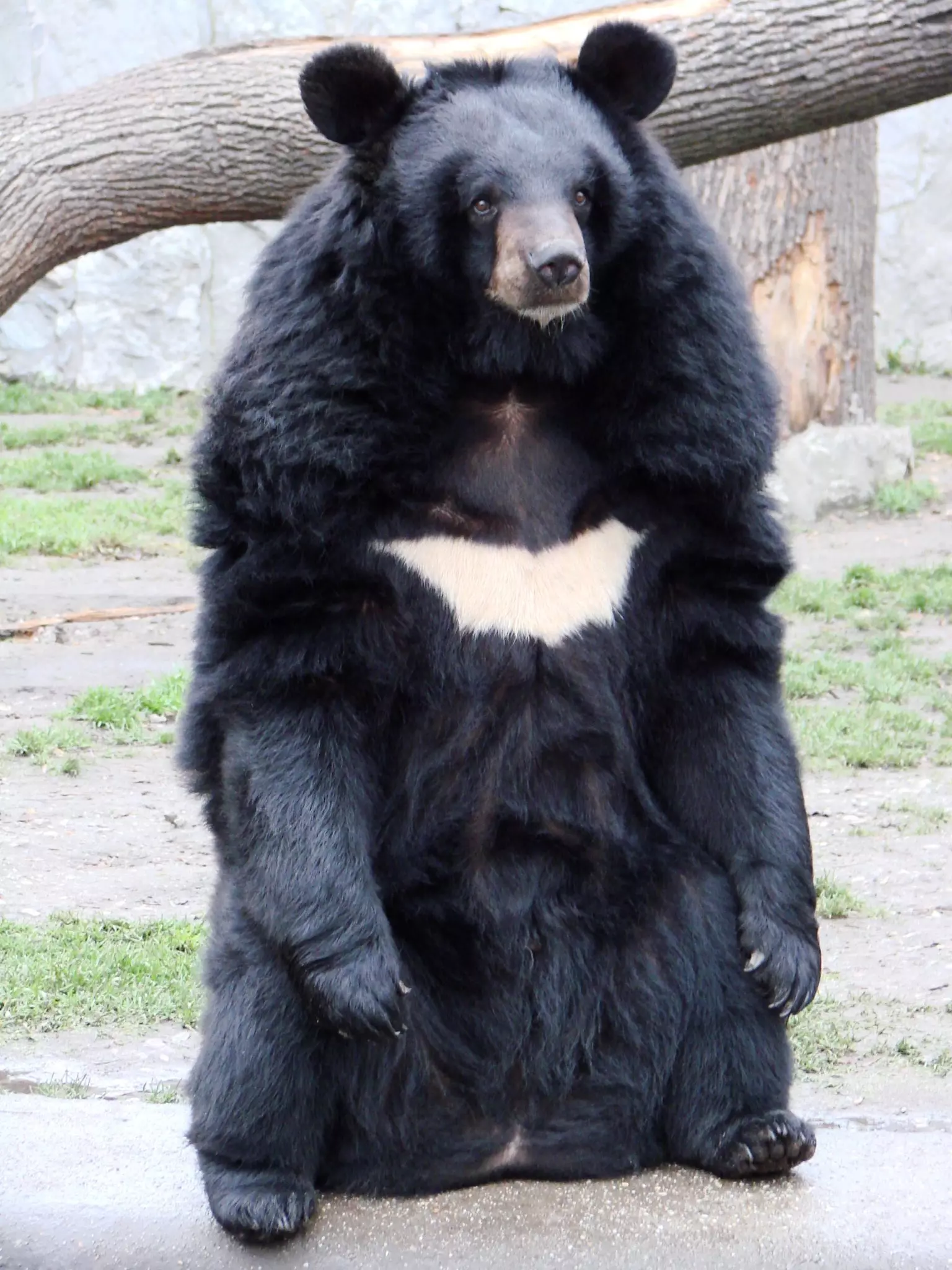 гималайский медведь фото в хорошем
