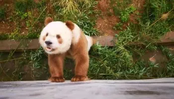 Циньлинская панда