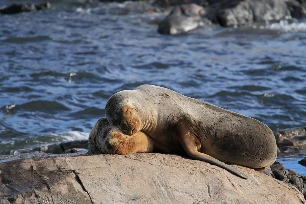 Морские львы отдыхают на скале в канале Бигл
