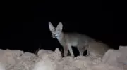 Афганская лисица