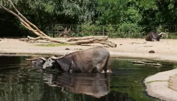 Азиатский буйвол