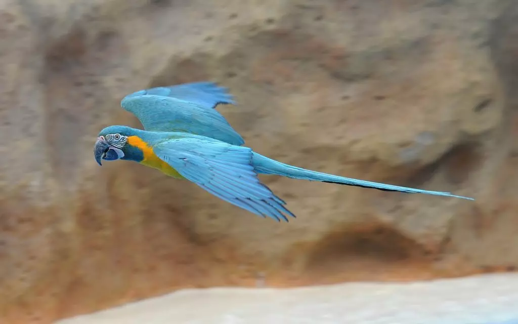 Синегорлый ара