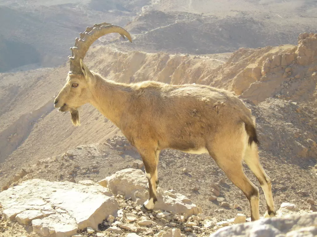 Нубийский горный козел