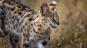Сервал (кустарниковая кошка)