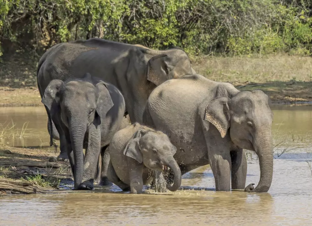 Цейлонские слоны