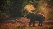 Азиатский слон в Таиланде
